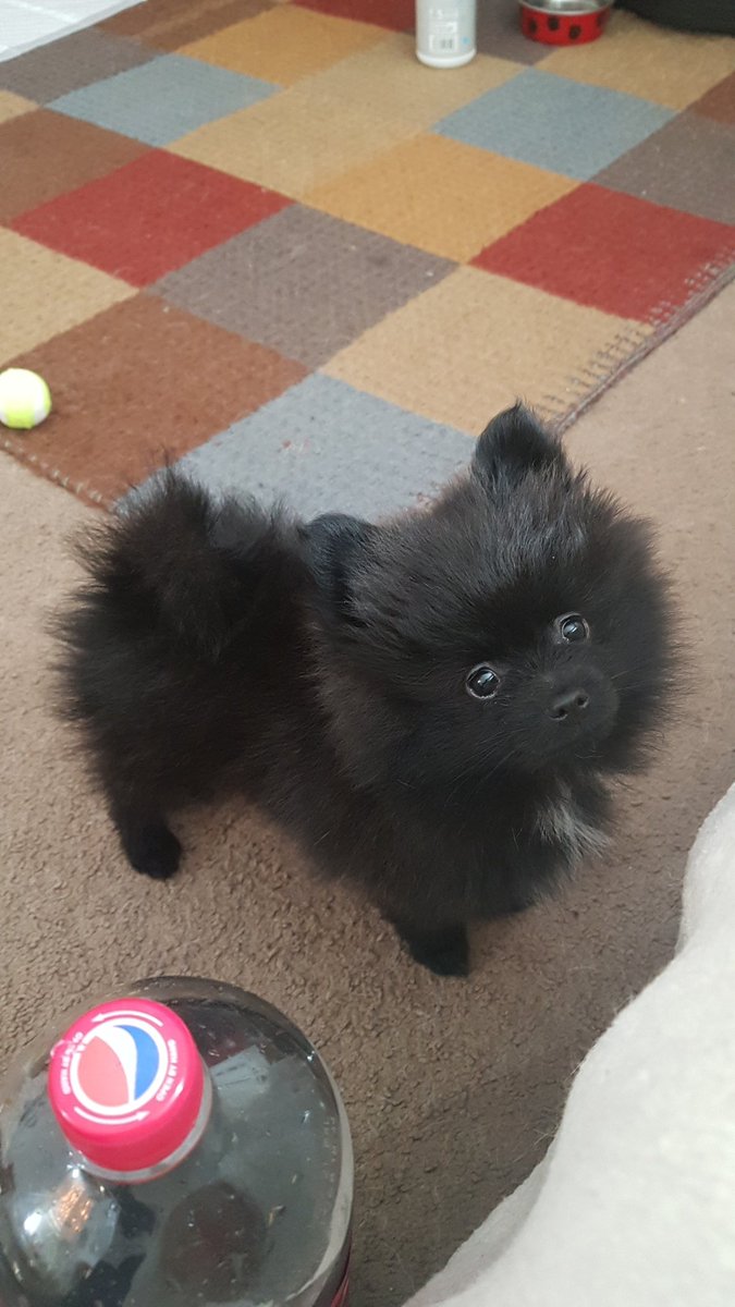 AbigailDuffIM's tweet photo. This guy is really brightening up my Mondays! 😍🐾🙌🏻 #Puppiesoftwitter #Pompup #Snax https://t.co/ZEnuaOY9ar