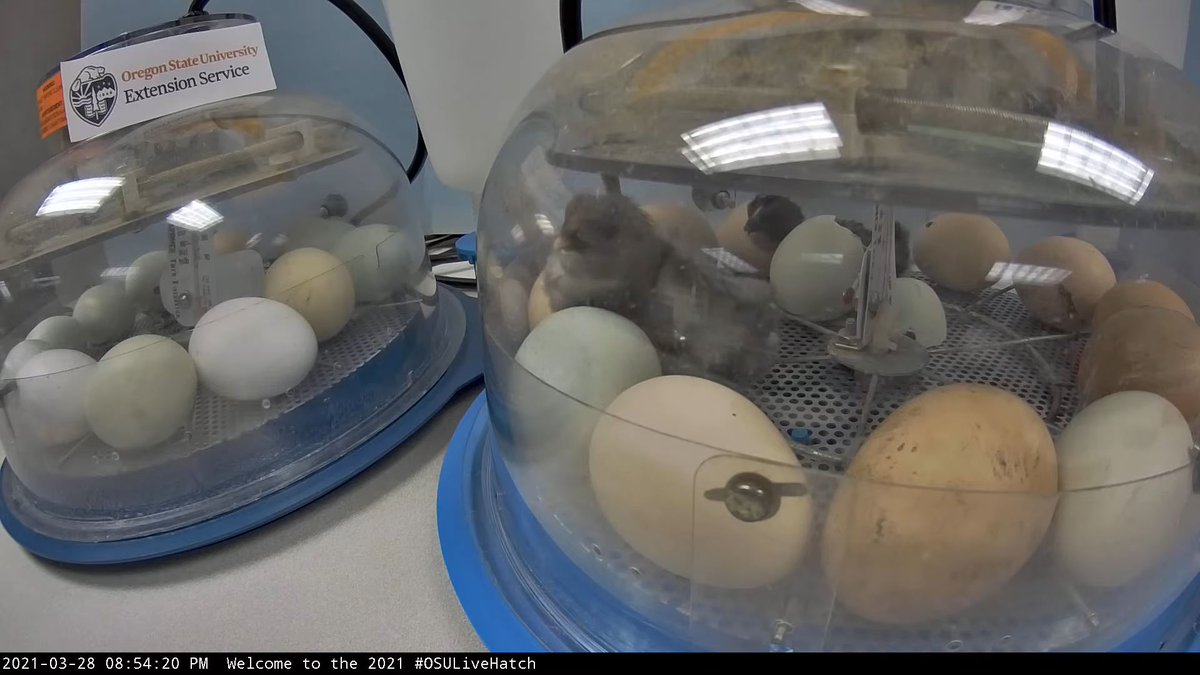 Clatsop4H's tweet photo. Feeling cooped up?  We have 3 baby chicks hatched... 21 more to go!  Watch our 24hr livestream! Still plenty of hatching to go!  @KGWNews @KOINNews @fox12oregon @KATUNews #OSULiveHatch
Watch live: https://t.co/5hgVf66uZi https://t.co/6PMVBC9BNr