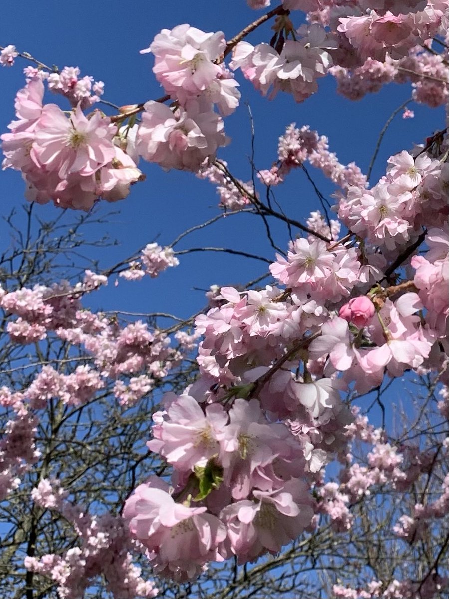 simonwheale's tweet photo. Sakura sensation #blossoms #happymonday #marchmoment #springspecial #summerhours #summerlight #pinkpark #sakura #blossom #happy #Monday #March #spring #BST #light #pink #park #petals #twigs #branches #trees #sun https://t.co/sOVOIFUg9c