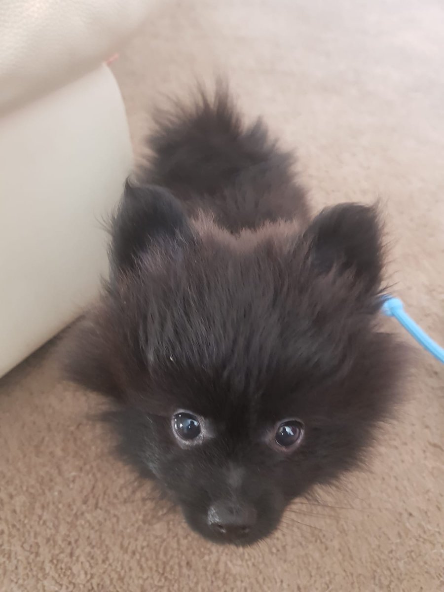 AbigailDuffIM's tweet photo. This guy is really brightening up my Mondays! 😍🐾🙌🏻 #Puppiesoftwitter #Pompup #Snax https://t.co/ZEnuaOY9ar