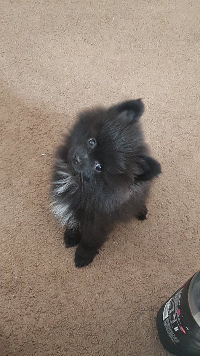 AbigailDuffIM's tweet photo. This guy is really brightening up my Mondays! 😍🐾🙌🏻 #Puppiesoftwitter #Pompup #Snax https://t.co/ZEnuaOY9ar