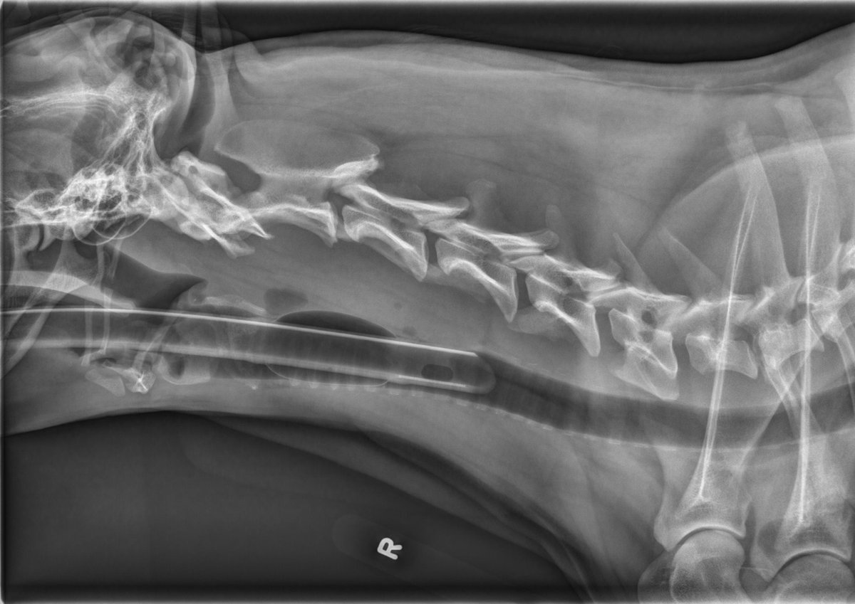 MircVet's tweet photo. Hello Everybody,
The case of the week is a:
2-year-old Doberman, male. Cervical pain for the last 6-8months. Improves on pain medication but recurs.
https://t.co/buCmjsZvWL
#caseoftheweekmirc @AVMAvets @TheACVR @utcvm https://t.co/D3QP2Bu8xj
