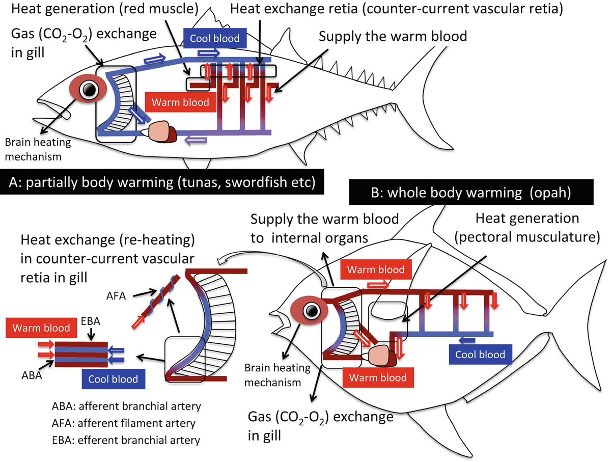 マンブルv2 ツイ減 フォアグラ 職場復帰へ 恒温性魚類は効率的なガス交換の為に鰓を対抗流交換システムに使う代わりに 血液温度を水温に合わせた事で冷えた血液が心臓に向かう為に循環自体を抑制する訳ですね 恒温性肺呼吸水生脊椎動物に比べて省エネに