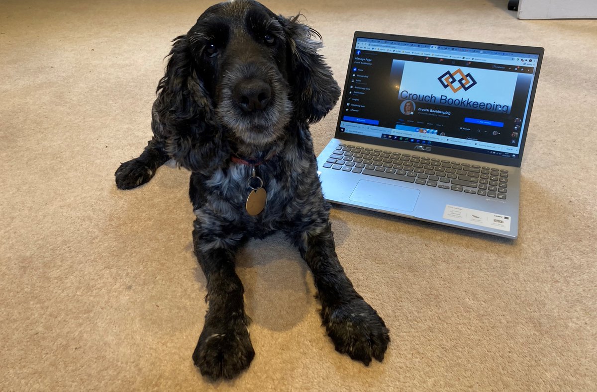 crouchaccounts's tweet photo. When I'm bookkeeping from home, this is my assistant. Sometimes I have to apologise when I'm on calls for his loud snoring! #furryassistant #wfh #SouthWoodhamFerrers #Maldon #BurnhamonCrouch https://t.co/alNKDQE12K
