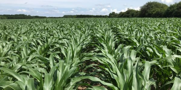 How Canada regulates and approves crop varieties developed with gene editing is up for consultation: ow.ly/GZJI50EaYGt #cdnag #policy #ontag #westcdnag