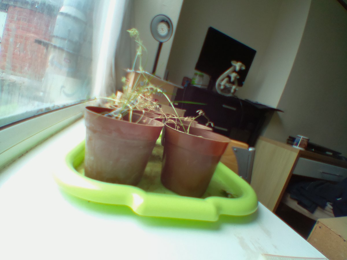 Albert01649102's tweet photo. Today our lentils look like this: https://t.co/otUIGEjFMv