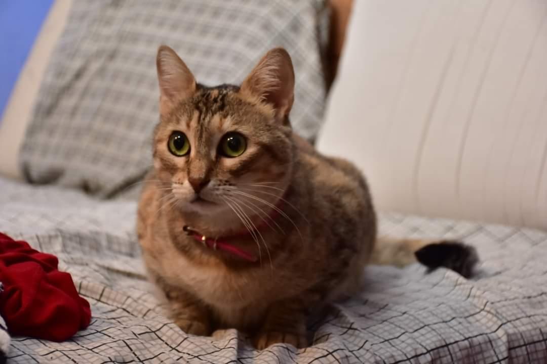 gatitosdeavella's tweet photo. Arrancamos la semana con toda la onda😻
Hoy les recordamos q #Mimi está en adopción.
Dejó la calle,tuvo a sus bbs,se fueron en Adopción y ella espera q pronto alguien quede flechado por su belleza.
Vamos animate a q forme parte de tu flia. 
#Mimi te espera, escribinos por priv😉 https://t.co/zfcDRS7yiV