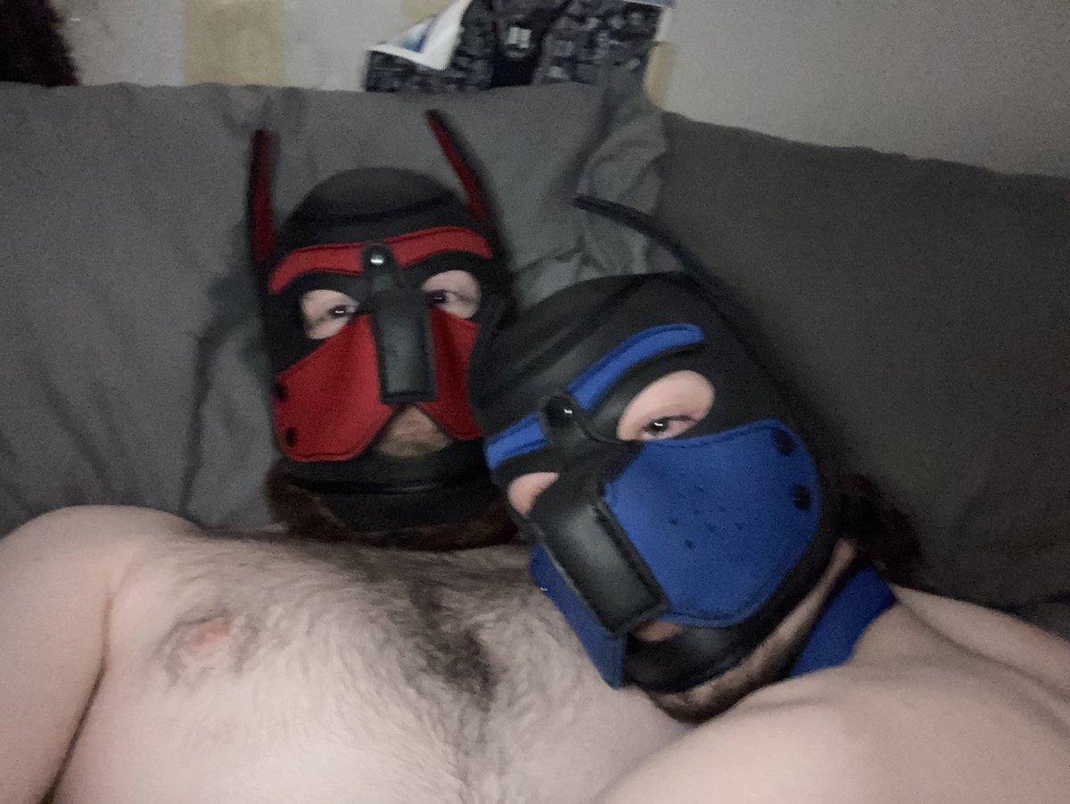 kingtobyalpha's tweet photo. Having a playful time with @PuppyArchie https://t.co/8gkeSH3wAk