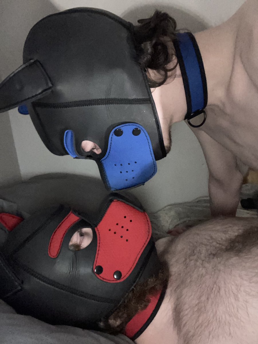 kingtobyalpha's tweet photo. Having a playful time with @PuppyArchie https://t.co/8gkeSH3wAk