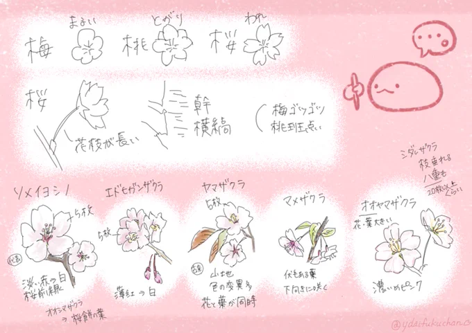 なんの桜描こうか考えてたけど、私の画力だとどれ描いても大差なさそう。 