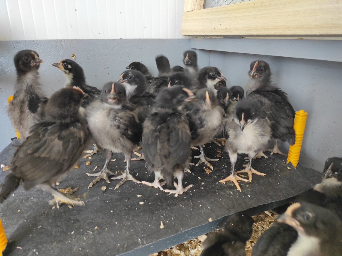 letinait's tweet photo. Los pollitos negros, las crías de la #GallinaCastellana #ProyectoPíopío. @Huerteco1 @burgosalimenta @la8burgos #Saboryorigen

🐣 https://t.co/MkhZVyHD6a