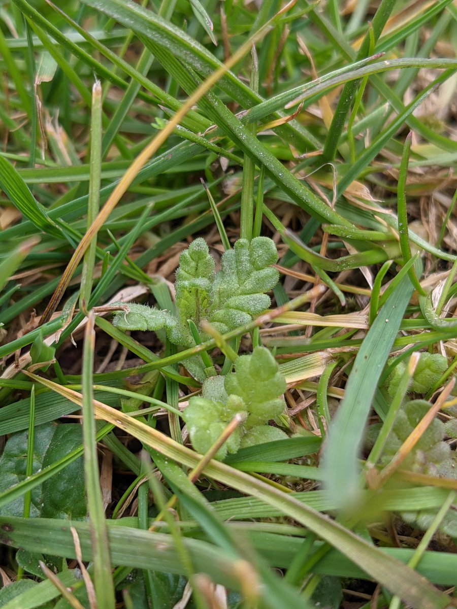After a long wait, I've finally seen some Yellow rattle seedlings growing on the #RoadVerges I sowed last autumn.  #SpringIntoAction  
Find out more about how Yellow rattle is the #meadow maker  bit.ly/3u8mhhJ  
@katefpetty @DrTrevorDines @Love_plants