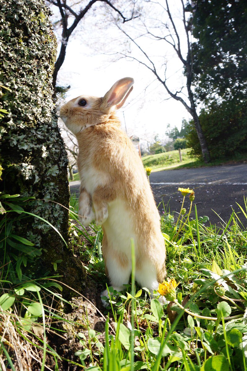 高瀬きり 桜みに近くの公園を お花見です 今年はみぃくんと一緒 満開だったね のびをした時の一枚です うさぎ ネザーランドドワーフ 車椅子 脊髄損傷 高瀬きり