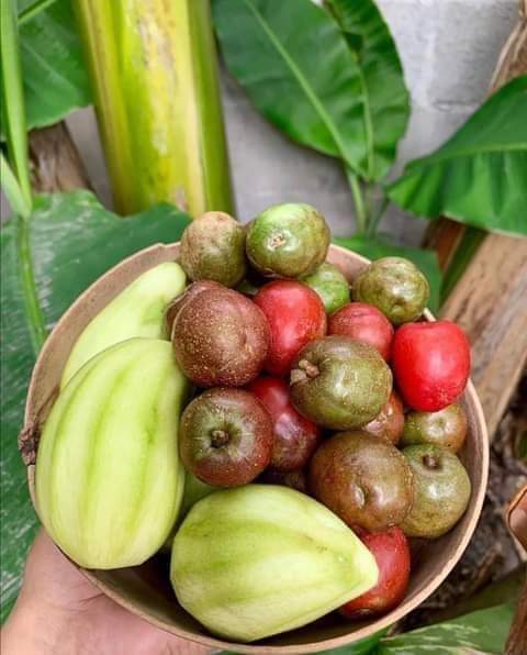 #29Mar a disfrutar de los frutos de nuestra tierra bendita....

Y xf no olviden:

💫💛 Tomar agua
👍💜 Protegerse del Sol
👍💚 Higiene en los alimentos 

#TodosConAmor hacemos q este #VeranoSeguro2021 lo vivamos en tranquilidad 

<a href="/Nolangar91/">Nolan Garcia Centeno</a>
