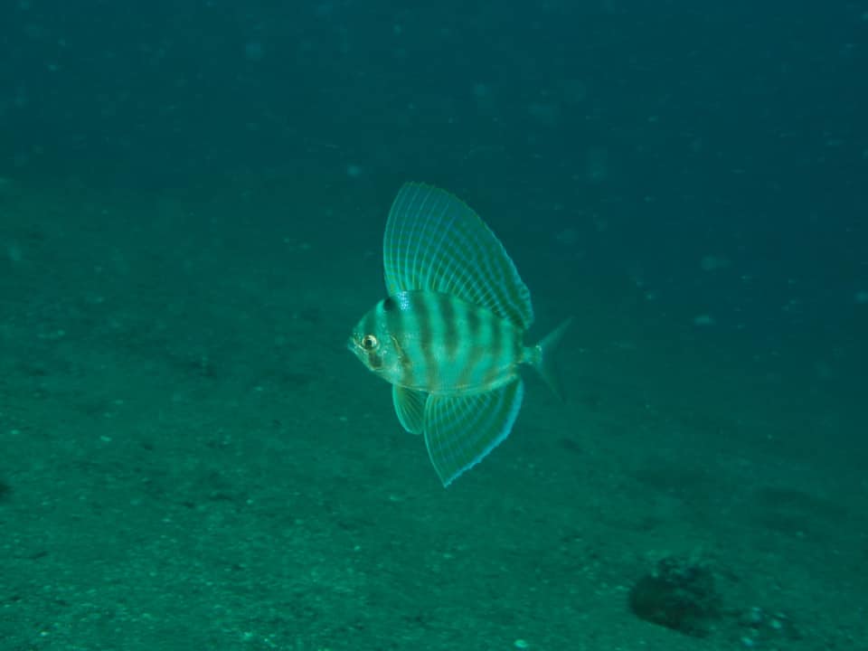 Oceana Philippines tweet media