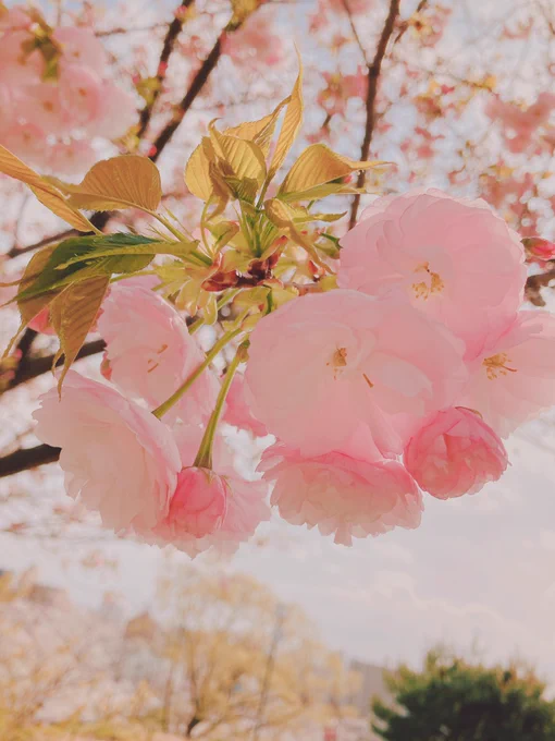 八重桜がもりもり咲いてました 