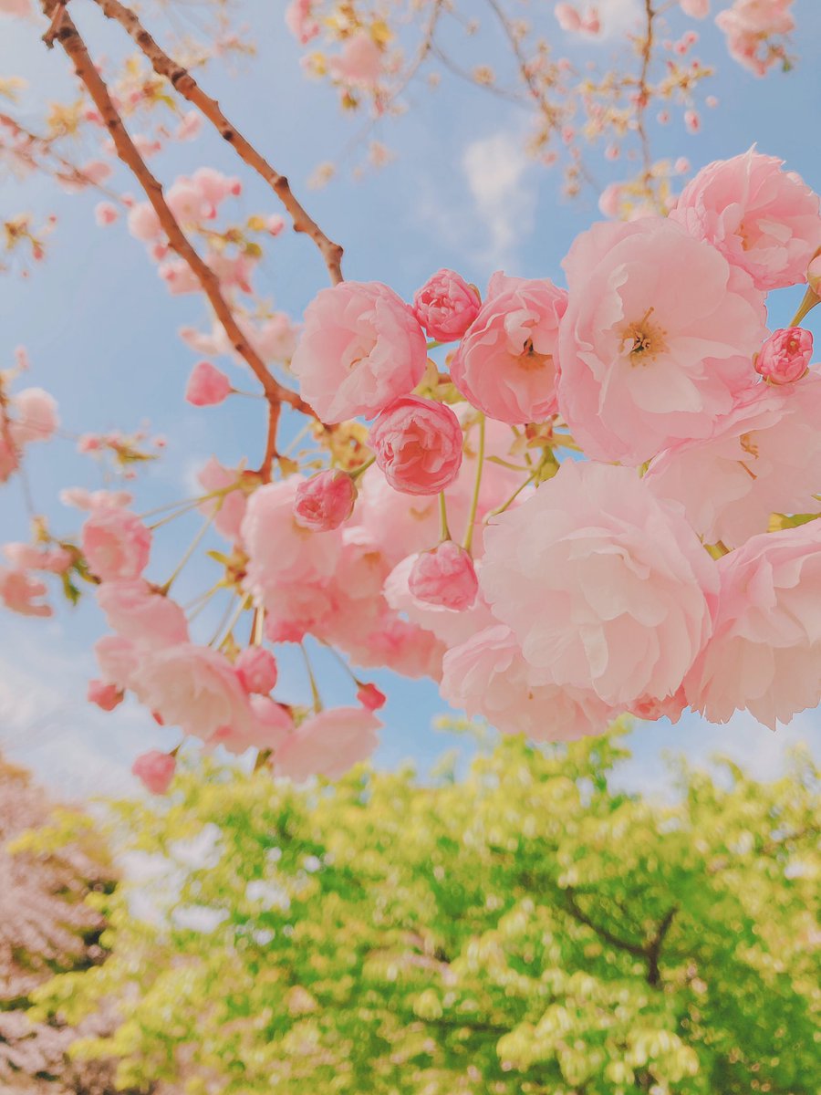 「八重桜がもりもり咲いてました 」|もちぷよのイラスト