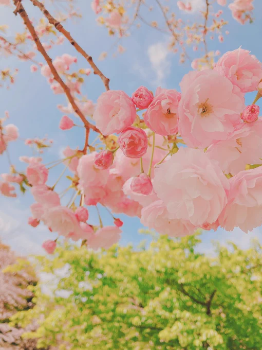 八重桜がもりもり咲いてました 