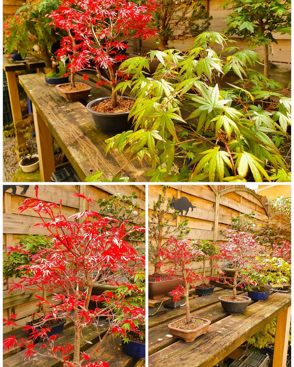 bonsaikido's tweet photo. 🌳#Arces #palmatum #deshojo a la venta.
Hoy lunes, ⏳abierto de 18 a 21h.
Paseo de la Castellana, 100, bajo izda.
BONSAIKIDO, tu tienda y escuela de #bonsai
en Madrid. https://t.co/BoVmVy2717 https://t.co/OtUcMjiyk7