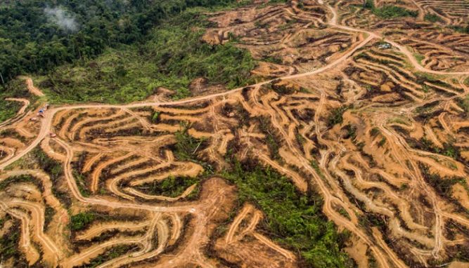FranRecords95's tweet photo. "Nestlé Jungly", porque "Nestlé es responsable de la deforestación de las selvas de Indonesia y de la destrucción de hábitats de especies protegidas como los oranguranes" era muy largo. https://t.co/YdVN3Ro5sL
