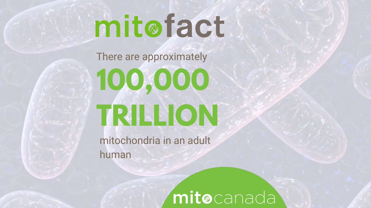 MitoCanada's tweet photo. Did you know that there are approximately 100,000 trillion #mitochondria in an adult human? That’s one followed by 17 zeros. That’s more stars than there are in the Milky Way, more web pages than there are on the internet, and more species than exist on the planet. Wow! #MitoFact https://t.co/u2fKxgeker