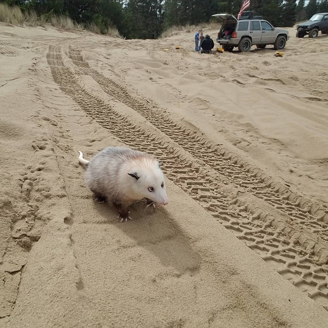 FemboyOpossum's tweet photo. He's just chilling https://t.co/PDnv2ZC3D7