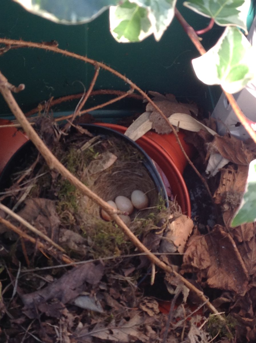 MorehallPrimary's tweet photo. How exciting! We found a birds nest in the our nature garden with eggs inside!!
Watch this space as we hope to take photos of the hatchlings!!
#morehallprimary https://t.co/i0AZ54qfcz