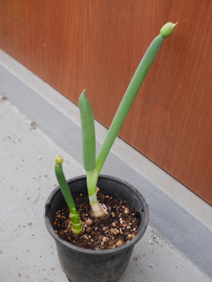 ちゃんまるってだれ 再生野菜たち 根三つ葉は簡単に再生 根っこ 付きだった水耕栽培のサラダホウレンソウも簡単に再生 下の方を食べずに土に植えた水菜は再生してトウ立ちして菜の花に 根っこ付きの下仁田ネギは簡単に再生してネギ坊主
