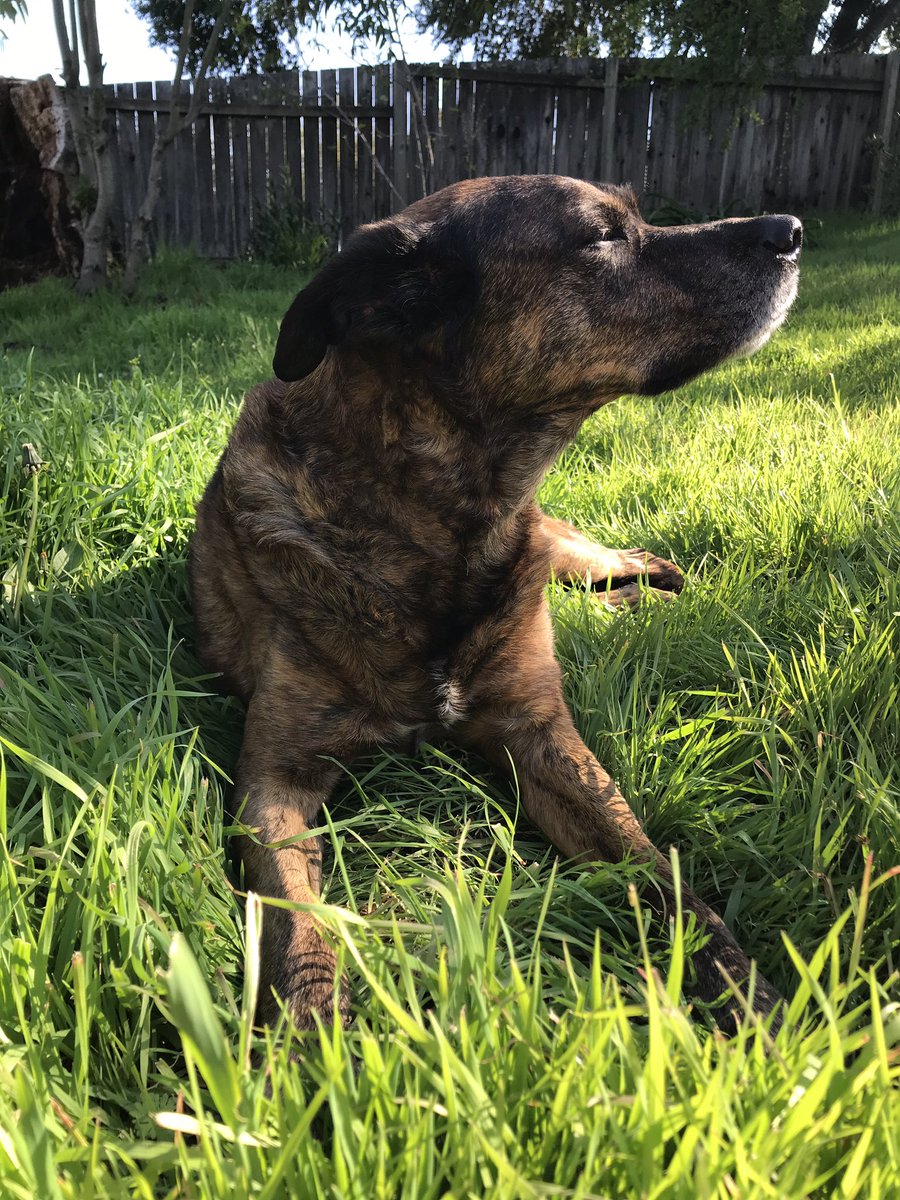 LaurMarquez11's tweet photo. @docm77 My pup and I are enjoying it too 🥰 https://t.co/YUMMFKMq1r
