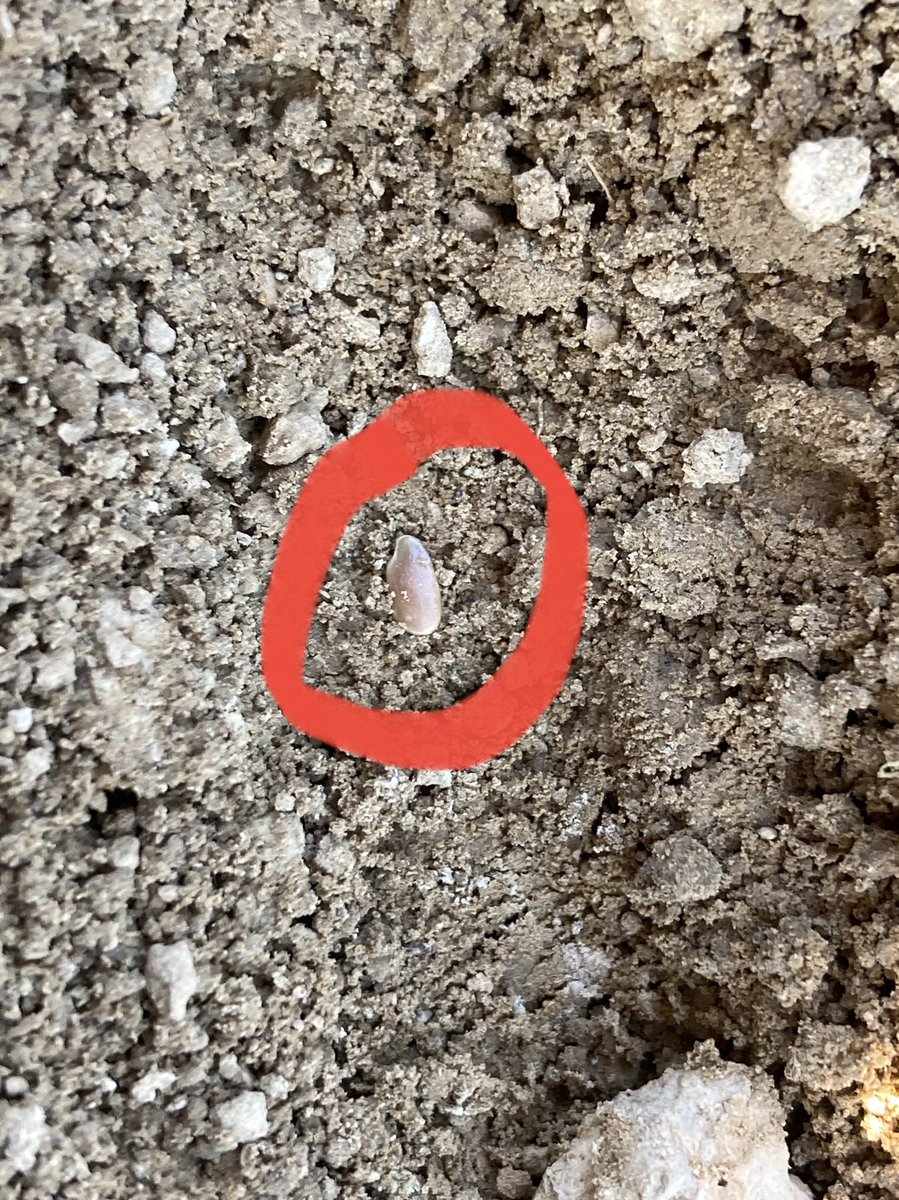 benoit_nmd's tweet photo. C’est parti pour les semis des plateformes de recherche de lin fibre @ArvalisHdF @Arvalisofficiel #EtsDevogele pour le 1er de l’année. Des semis en superbes conditions, de la fraîcheur, du soleil, de la douceur. 👍🏼 
@YFlodrops  @Bluesy27 https://t.co/5lYYMLAXie