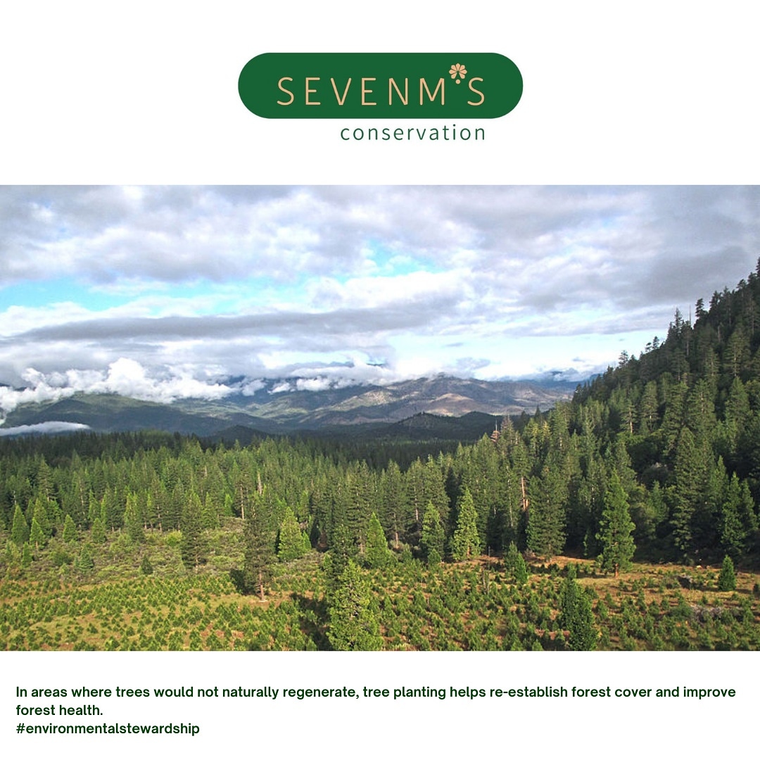 SevenmsC's tweet photo. It is our responsibility as the community to take care of our forests and regenrate their well-being. Plant a tree today and help make a difference.
#environmentalstewardship https://t.co/XO3yzXKuSP