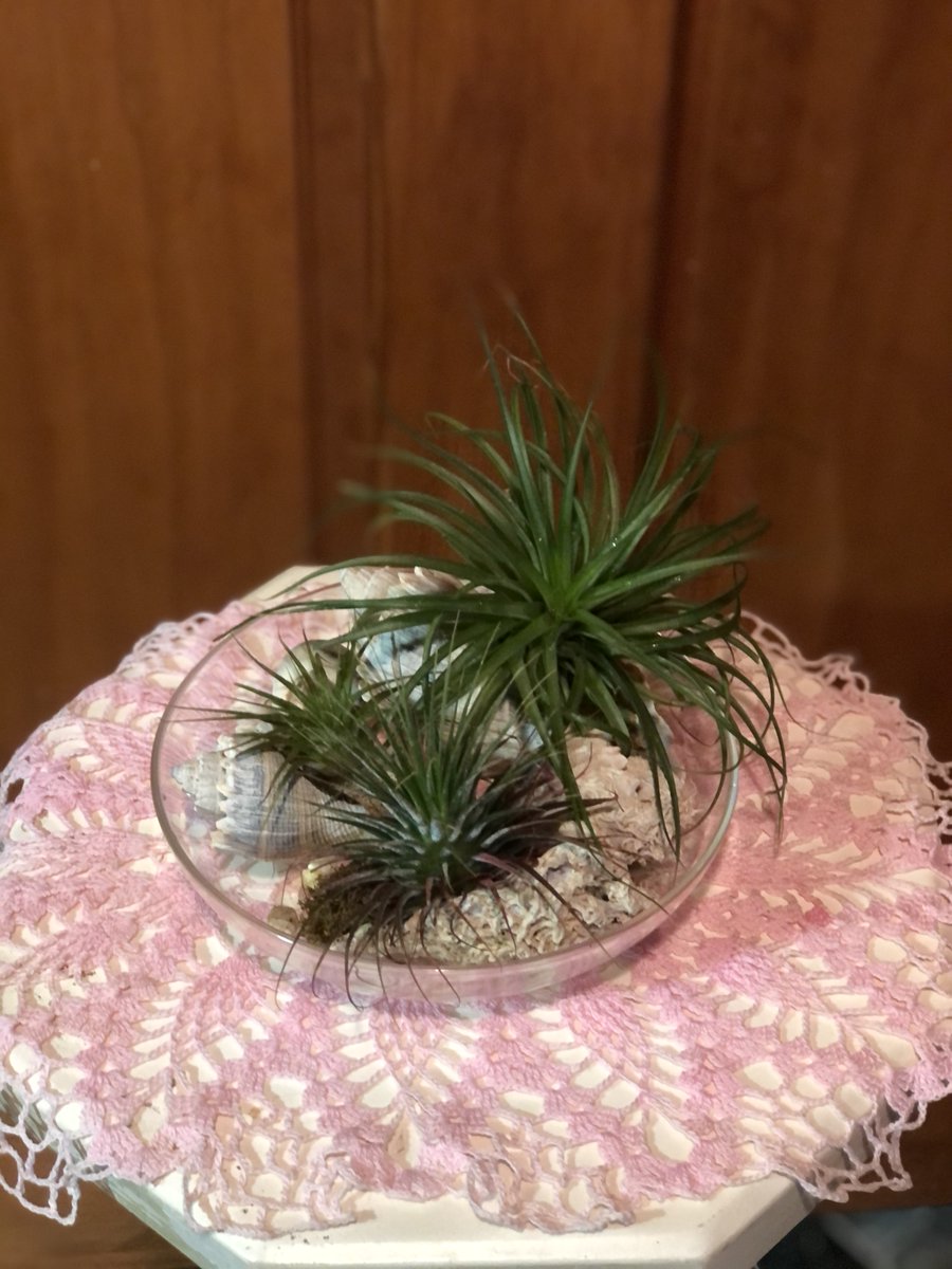 #three #airplants #inshells #plants #grouping #growing