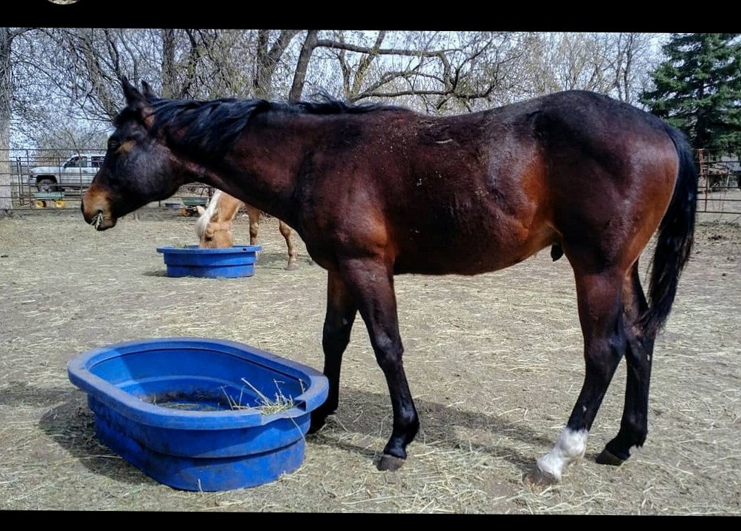 JBMEquiFarms's tweet photo. Eddy and Yogi ππ
They're both around rhe same age here.
#bigshoestwofill #wattsonsecond #teammj #megawattshine #boonsmirage #boonbarscoin #bay #colts #stallions #2017stallion #2020colt https://t.co/so6Ow9EmHX