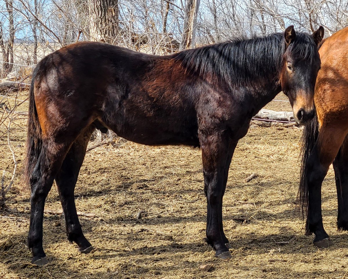 JBMEquiFarms's tweet photo. Eddy and Yogi ππ
They're both around rhe same age here.
#bigshoestwofill #wattsonsecond #teammj #megawattshine #boonsmirage #boonbarscoin #bay #colts #stallions #2017stallion #2020colt https://t.co/so6Ow9EmHX