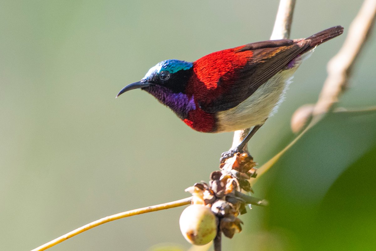 varad_giri's tweet photo. #ColoursInBirds by @IndiAves
Crimson-backed Sunbird from Goa
#TwitterNatureCommunity #HappyHoli2021 #naturephotograpahy #ThePhotoHour #nature #BBCWildlifePOTD #birbs #birdwatching #birding @BNHSIndia @the_wildindia @wcaudubon @Nature__bird https://t.co/e0xtjR8zh7