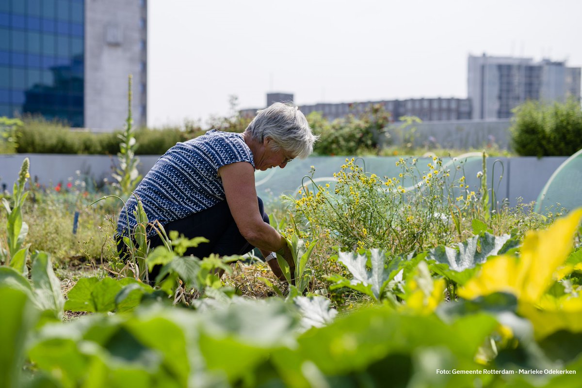 Stadsbeheer010's tweet photo. Het #Tuinseizoen ☀️ is begonnen! Om #Rotterdam voor te bereiden op extreem droog en nat weer kun jij meehelpen. #Vergroen 🌱 jouw tuin met behulp van de subsidieregeling #Klimaatadaptatie!
Meer info: https://t.co/HFhftHLrTd https://t.co/kF7mc8b9TJ