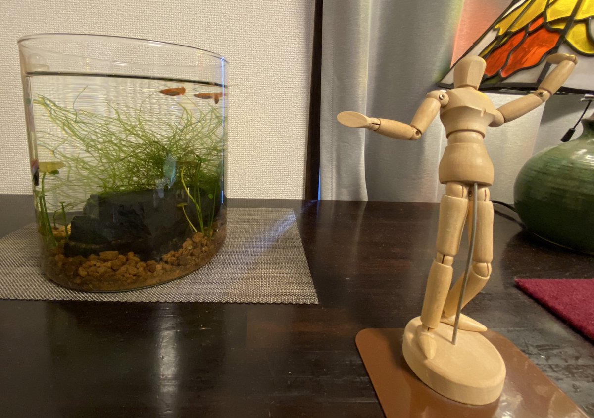 アカピッピ コマーシャルのですかね じゃあamazonさんでうちの楊貴妃さん宣伝してもらってるのかも 案外家に転がってるもんなんですね 昔は憧れてました たまに水槽見せてあげてください