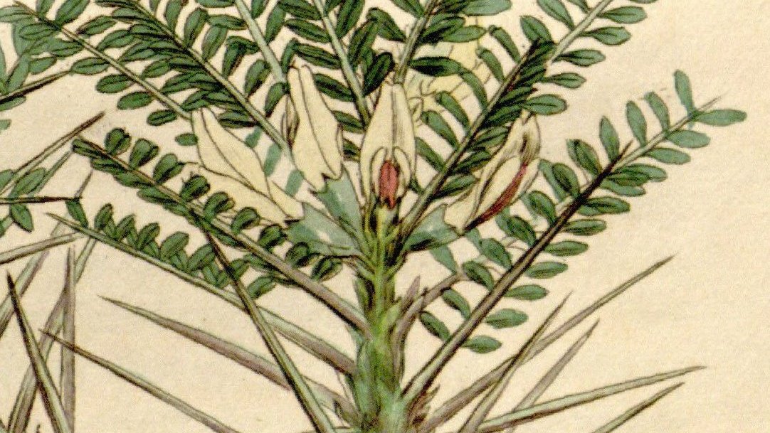 Plants400's tweet photo. Plant 384: Astragalus is the source of gum tragacanth, which is used in processes as diverse as leatherworking, paint production, paper marbling, cigar making, and cake decorating. https://t.co/T8bM3fOCMX https://t.co/VydRNJIfI4