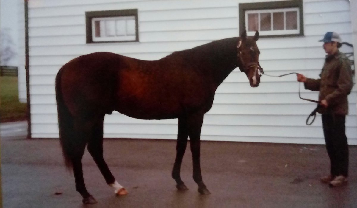 HORSERACING1002's tweet photo. INVERNESS DRIVE
#InvernessDrive https://t.co/vlxAoyKSKl
