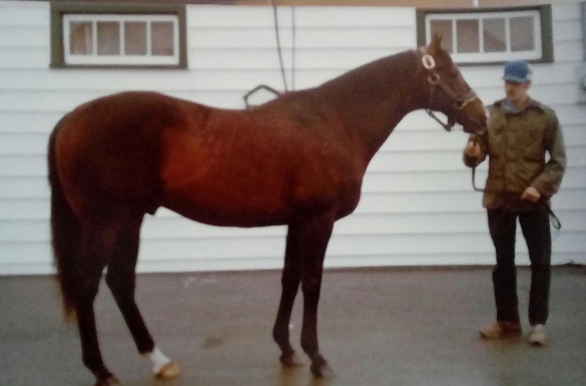 HORSERACING1002's tweet photo. INVERNESS DRIVE
#InvernessDrive https://t.co/vlxAoyKSKl