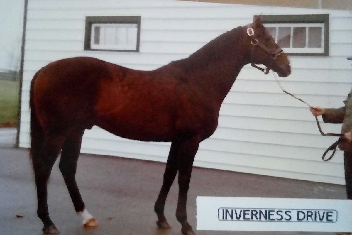 HORSERACING1002's tweet photo. INVERNESS DRIVE
#InvernessDrive https://t.co/vlxAoyKSKl