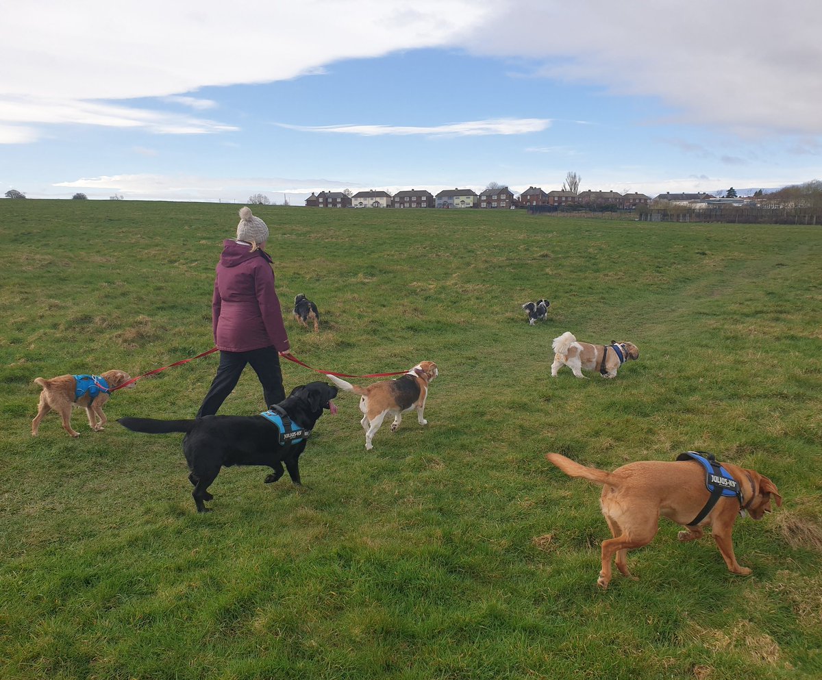 What could be better than Monday walks with the gang?