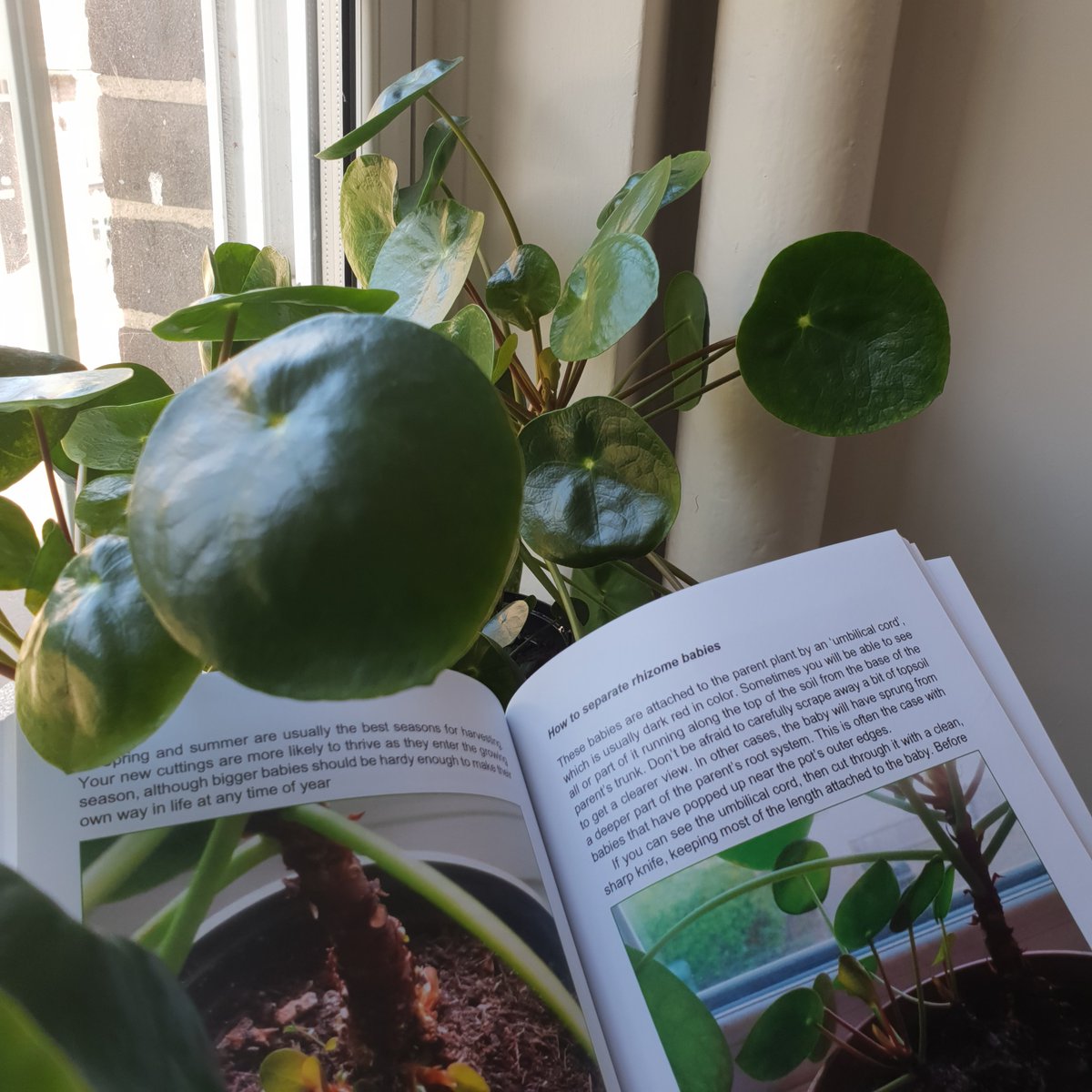 Spring is on the way and Pilea babies are sprouting like crazy. Learn how to propagate them with The Pilea Peperomioides Handbook – available in paperback or ebook from Amazon. #pilea #peperomioides #pileapeperomioides #chinesemoneyplant #pancakeplant #ufoplant #houseplants