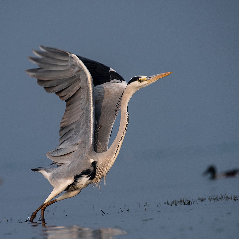 varad_giri's tweet photo. #ColoursInBirds by @IndiAves
'Gray' Heron from Bhigwan, Maharashtra.
#TwitterNatureCommunity #HappyHoli2021 #naturephotograpahy #ThePhotoHour #nature #BBCWildlifePOTD #birbs #birdwatching #birding @BNHSIndia @the_wildindia @wcaudubon @Nature__bird https://t.co/1CyPQCmyTA