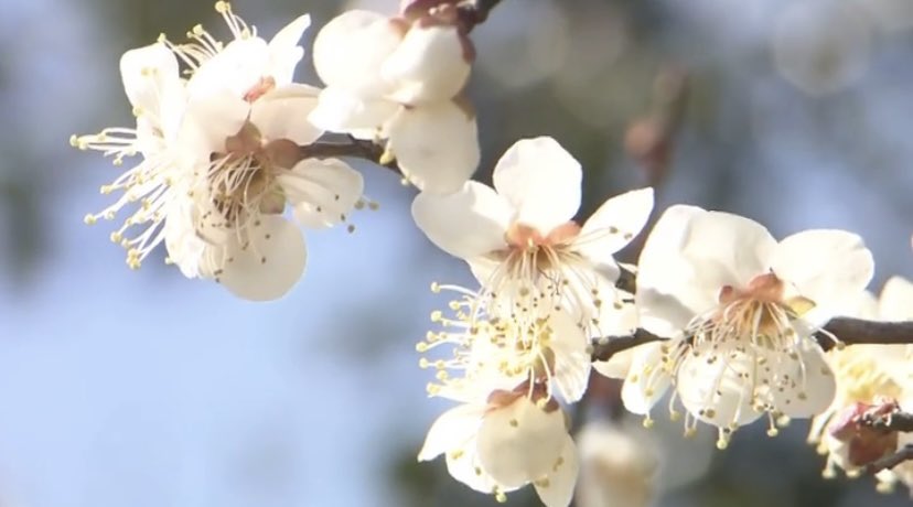 写真は今月上旬に撮影したウメの花 Instagramには動画を載せているので福島の春を感じていただければ T Co Zsr 21 03 29 Tufテレビユー福島のツイッター情報