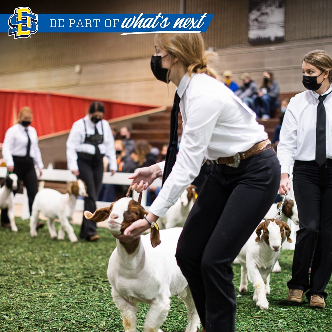 SDState's tweet photo. Be part of campus events, like Little International!

🐖 Little "I" is run by #SDState students
🐑 It is the largest 2-day agricultural exposition in the country
🐐 The 2021 event, "The Show Must Go On," was last weekend
🐄 This year's show was the 98th Little "I" on campus https://t.co/j4tmcy1GyC