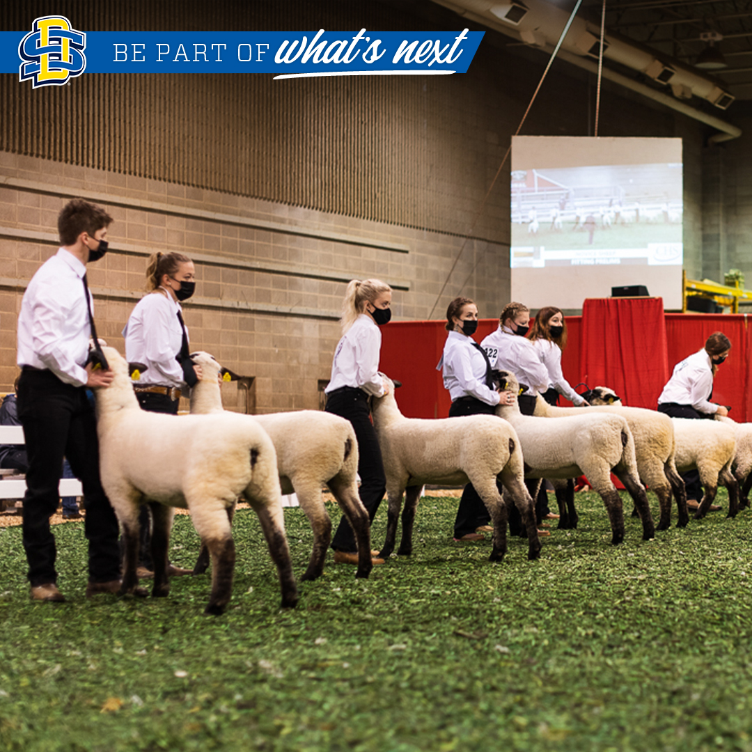 SDState's tweet photo. Be part of campus events, like Little International!

🐖 Little "I" is run by #SDState students
🐑 It is the largest 2-day agricultural exposition in the country
🐐 The 2021 event, "The Show Must Go On," was last weekend
🐄 This year's show was the 98th Little "I" on campus https://t.co/j4tmcy1GyC
