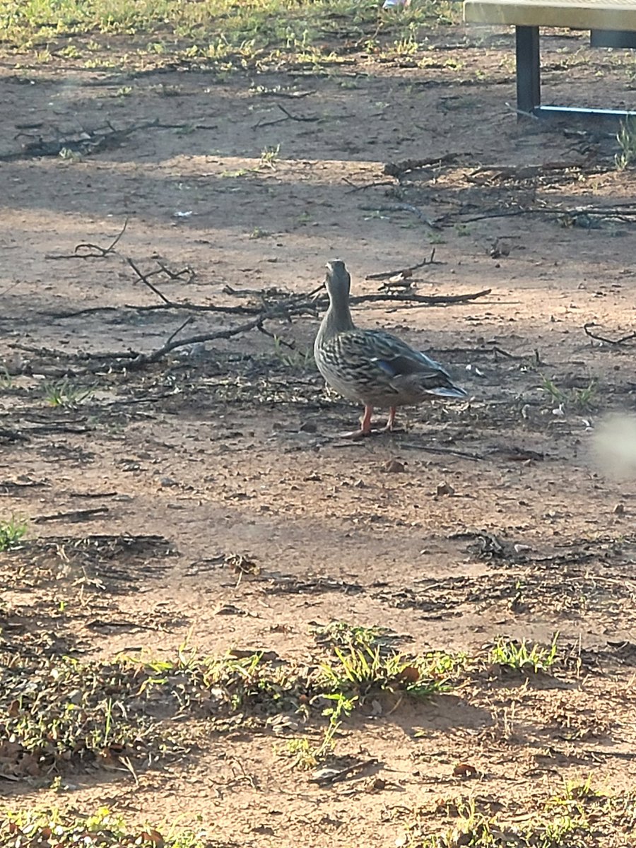 SusanM20204623's tweet photo. We had ducks out our classroom window this morning. 
#followingfowler https://t.co/dNp8iFchuP