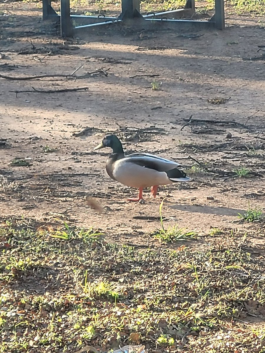 SusanM20204623's tweet photo. We had ducks out our classroom window this morning. 
#followingfowler https://t.co/dNp8iFchuP