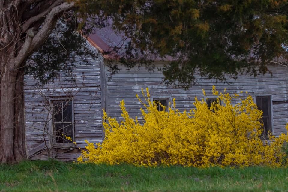 liberty_ky's tweet photo. The colors of spring are vibrant! Our March Photo Challenge ends TOMORROW at midnight (30th)! Hints of Spring. Must be taken in #CaseyCountyKY. Winners-March 31st. Use #findingliberty to enter.
Contest Rules and Details: https://t.co/ye06SlRStN
Danielle True #libertyky https://t.co/w9OzAAAIxF